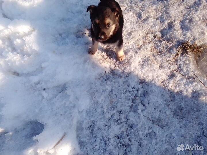 Продаются щенки