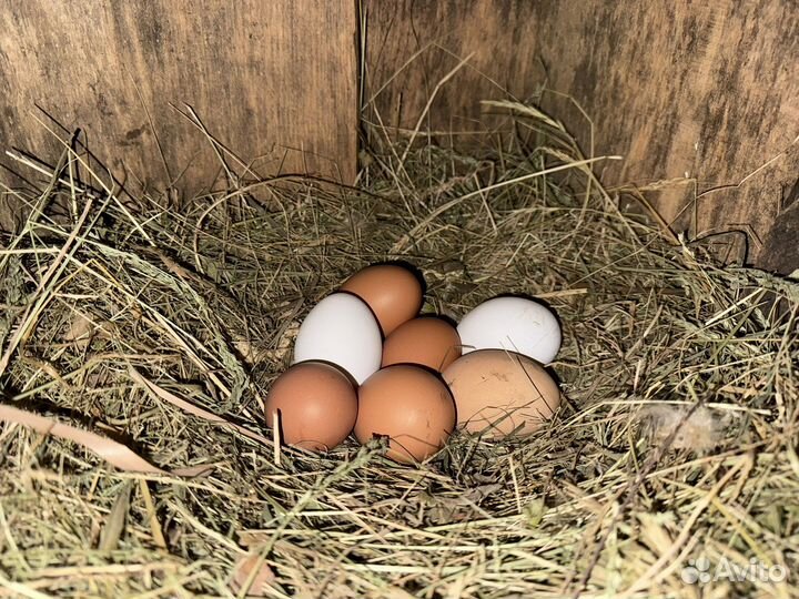 Яйцо домашнее