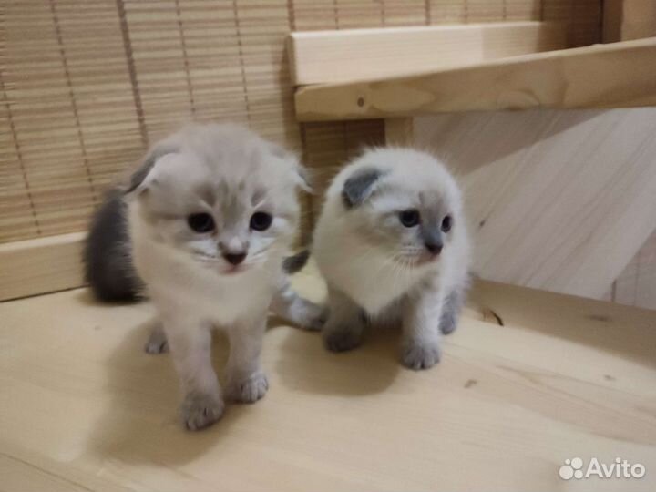 Котята в добрые руки шотландский вислоухий