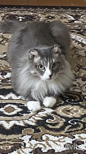 Котик в семью