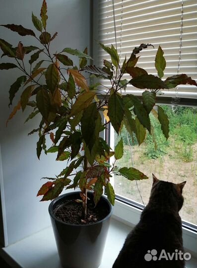 Гибискус - карнавал