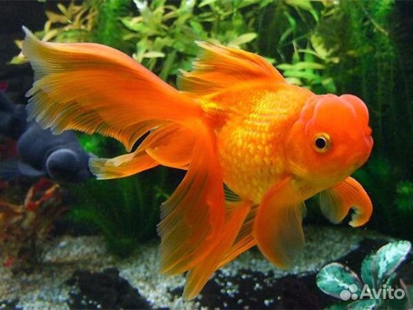 Золотая рыбка