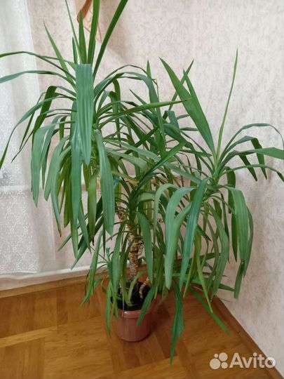 Пальма драцена