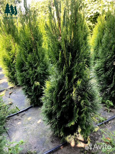 Туя смарагд из питомника