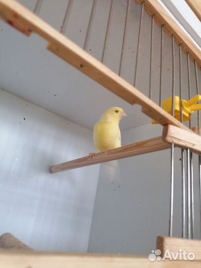 Кенара и канарейки