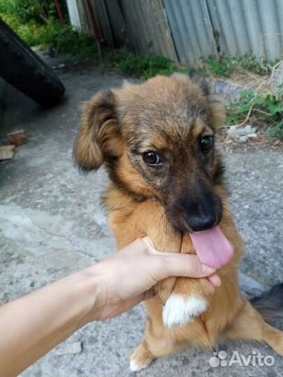 Собака (девочка) в добрые руки отдам бесплатно