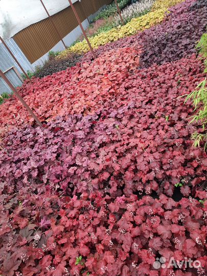 Растения цветы для сада