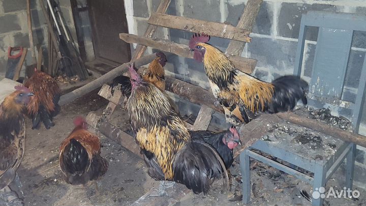 Молодые петухи