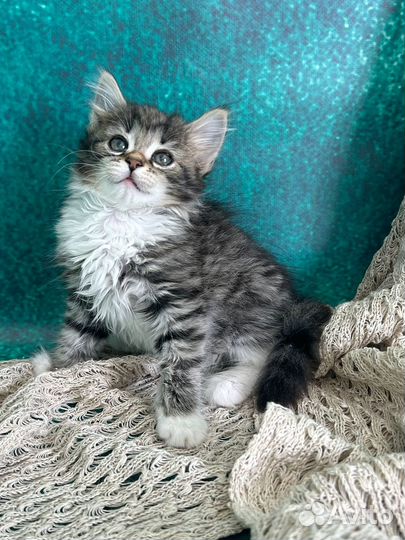 Сибирские котята из питомника