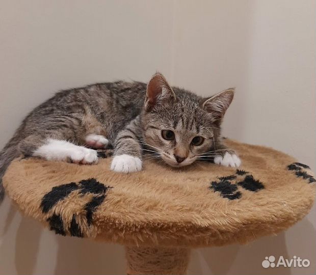 Полосатый котенок Нюша