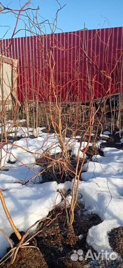 Ива извилистая