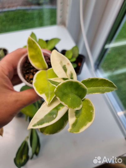 Хойи молодые растения и укорененные черенки