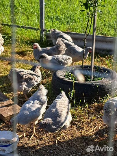 Куры молодки, цыплята