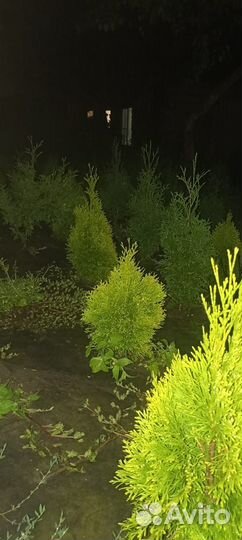 Туя голден смарагд