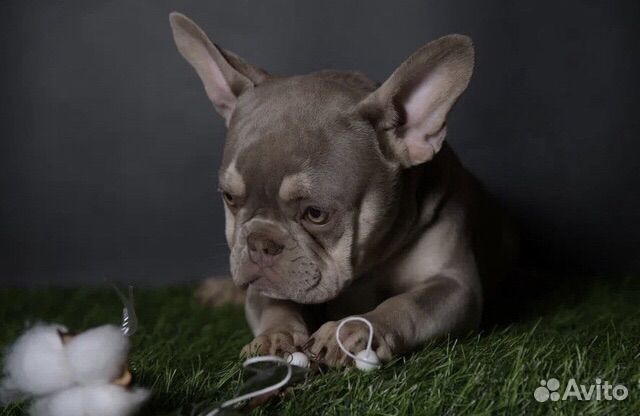 Французский бульдог Изабелла нью шейд