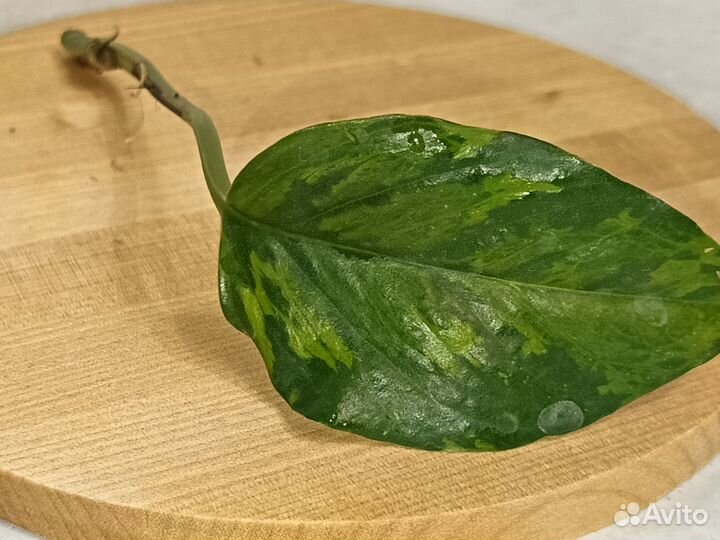 Эпипремнум марбл грин