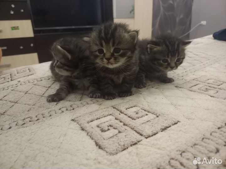 Продам шотландцев