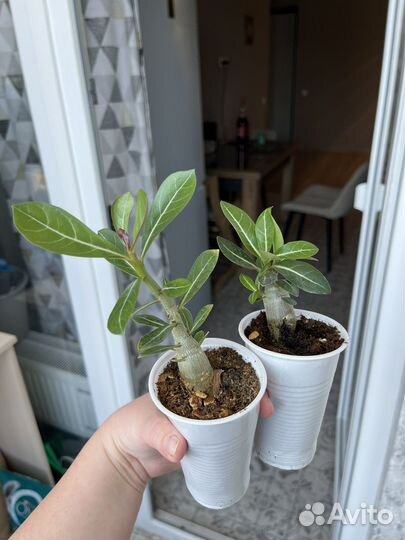 Хойя компакта,филодендрон, крестовник и т д