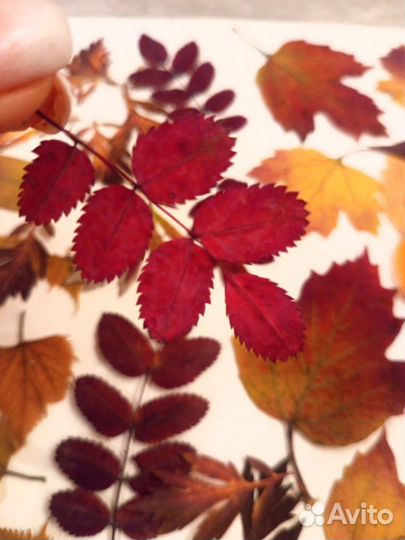 Сухоцветы, листья набор творчества гербарий