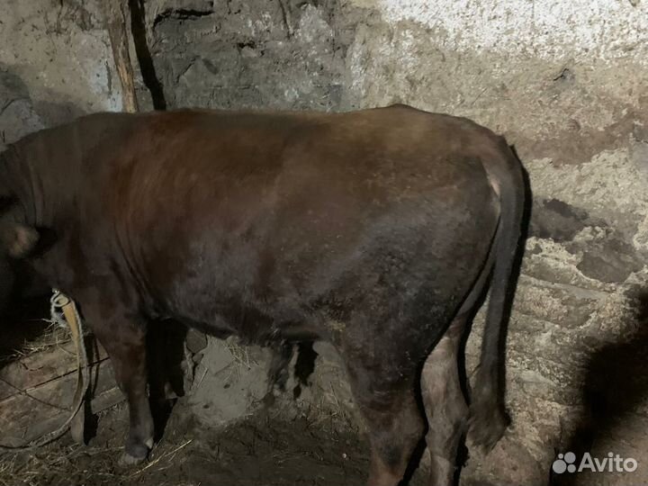 Бычки на мясо