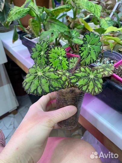 Домашние цветы