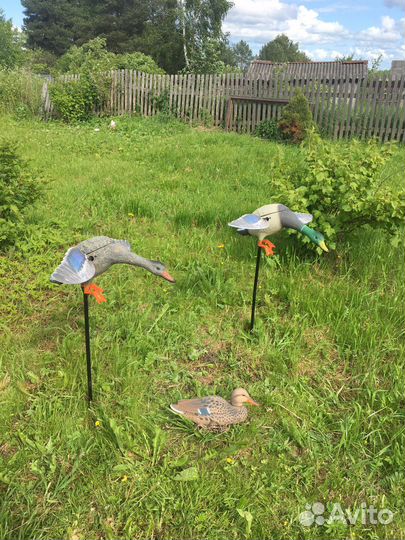 Утка махокрыл