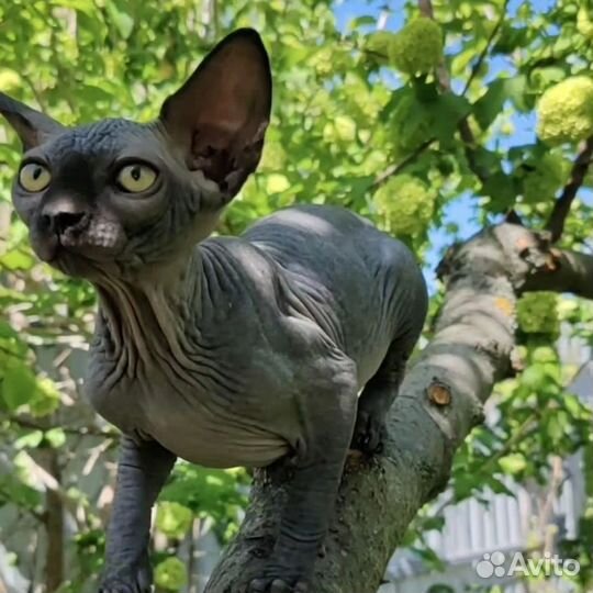 Двэльф long straight