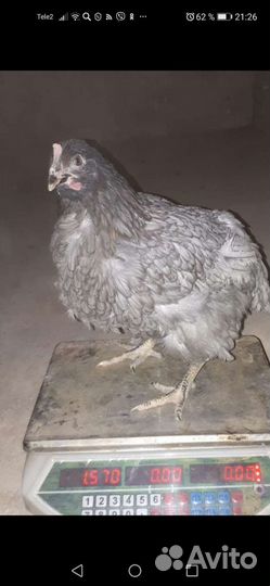 Куры несушки