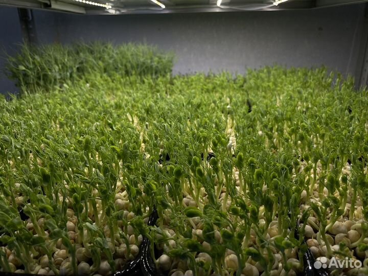 Микрозелень