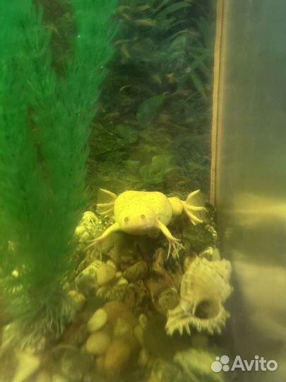 Шпорцевая лягушка альбинос