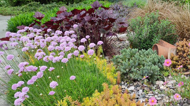 Вероника,голубая ромашка,флокс шиловидный, гейхера