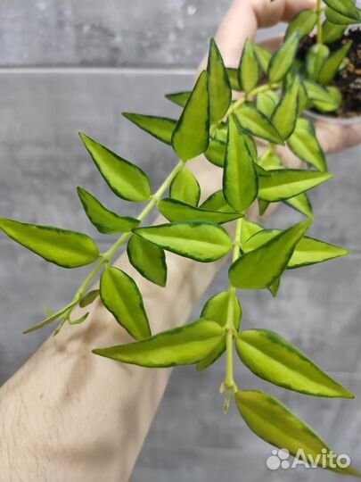 Хойя и дисхидия срезом