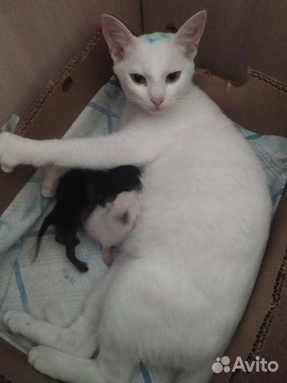 Котята белые и чёрные в добрые руки
