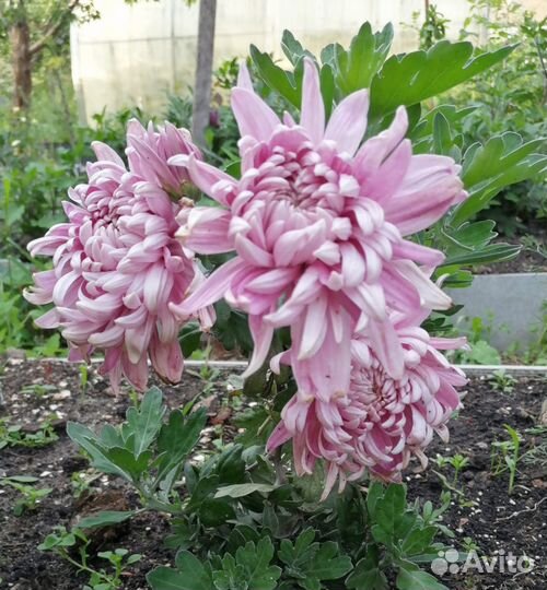 Хризантема