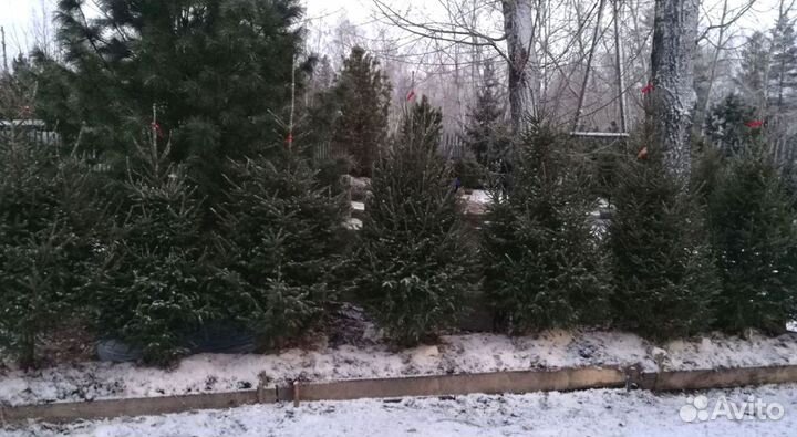 Саженцы сибирской ели экстра класс