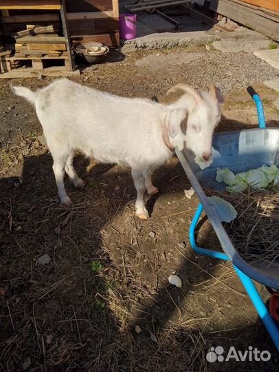 Зааненская коза