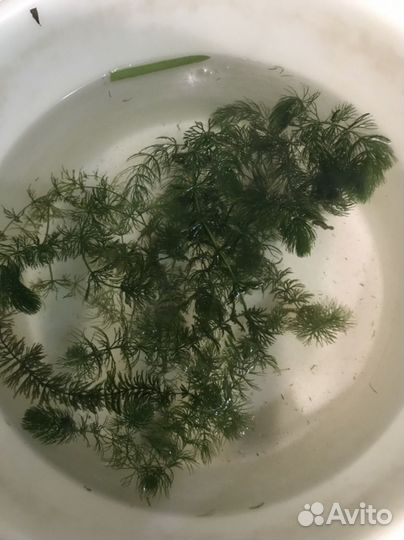 Растение в аквариумное (елка)