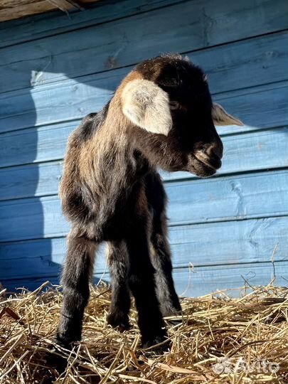 Козлята альпо-нубийские