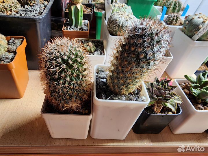 Кактус маммилярия