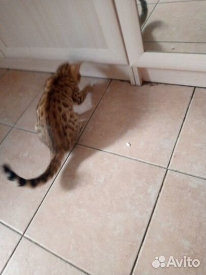 Бенгальский котёнок девочка