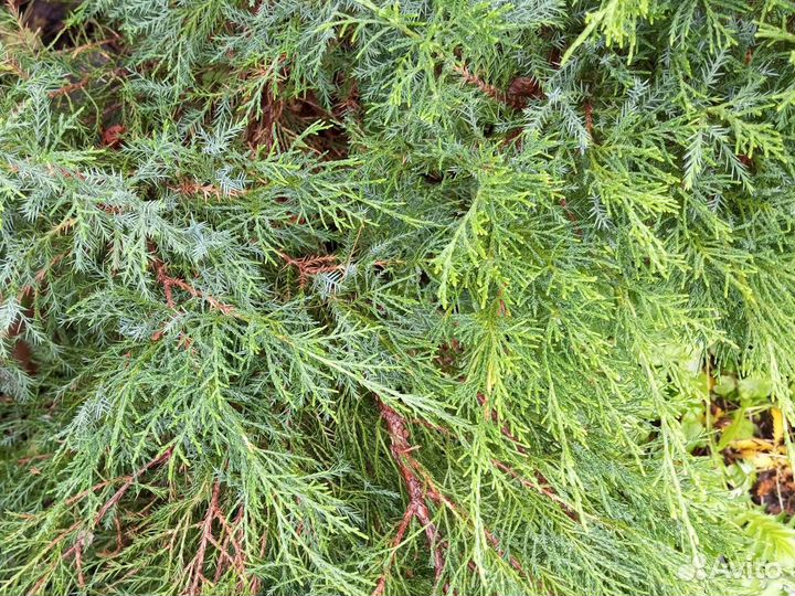 Можжевельник