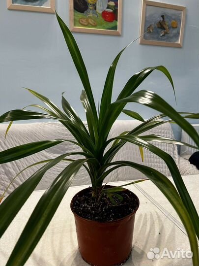 Панданус, ананас комнатеый