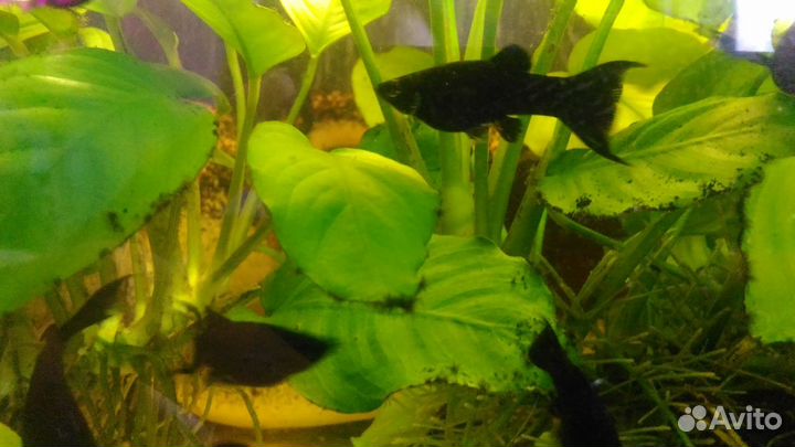 Моллинезия Черная