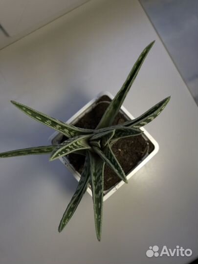 Алоэ пестрое