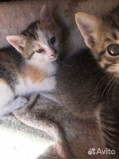 Котята 2 месяца