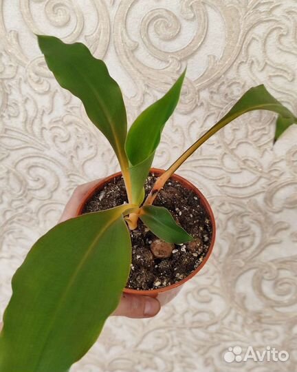 Хлорофитум оранж