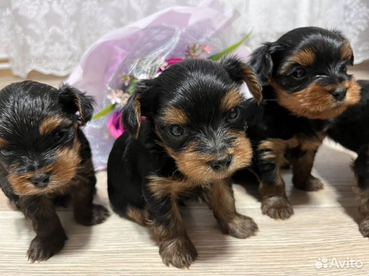 Йоркширский терьер