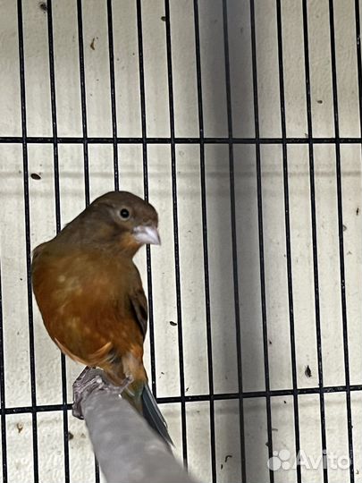 Волнистый попугай