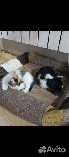 Кошки в добрые руки