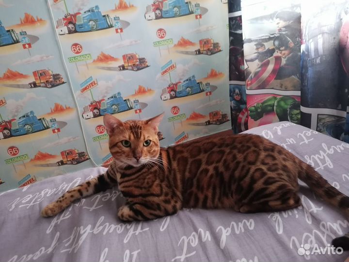 Бенгальский кот 2000